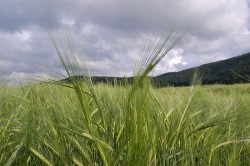 Jesenja sjetva pšenice na području BPK-a Goražde